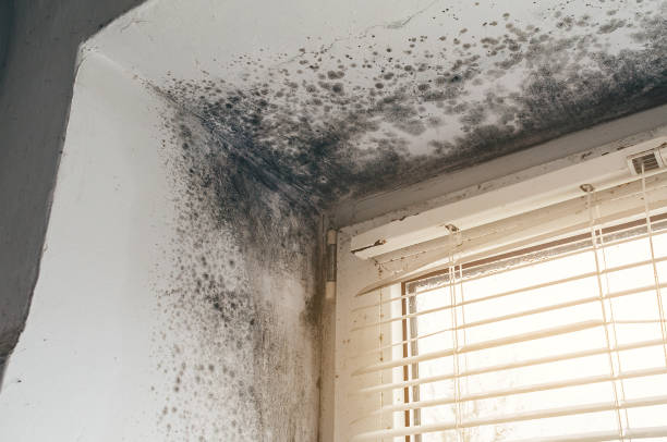 Affordable Mold Cleanup solutions in Ashburn, GA