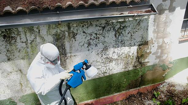 Top rated local Mold Cleanup specialists in Ashburn, GA